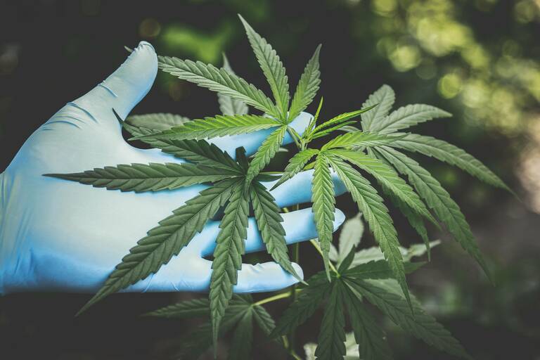 Cannabis Legalisierung Drogen Verkehr Medizin Gesundheit